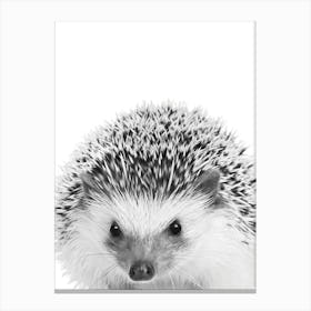 Hedgehog Canvas Print