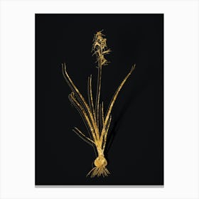 Vintage Hyacinthus Viridis Botanical in Gold on Black n.0331 Canvas Print