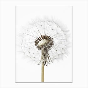 Dandelion 2 Canvas Print