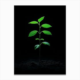 Green Plant On A Black Background 3 Stampe su tela