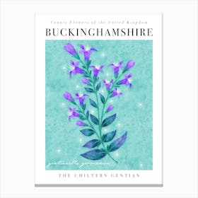County Flower of Buckinghamshire Chiltern Gentian Canvas Print