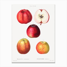 Apple, Pierre Joseph Redoute Canvas Print