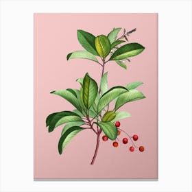 Vintage Greek Strawberry Tree Botanical on Soft Pink n.0223 Canvas Print