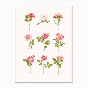 Roses VII Canvas Print