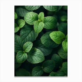 Close Up Of Mint Leaves Canvas Print