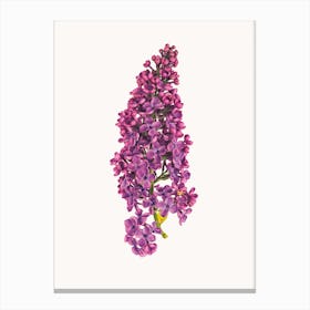 Flower VII Canvas Print