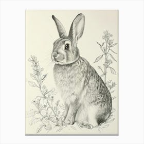 French Lop Rabbit Drawing 4 Canvas Print