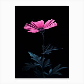 Pink Cosmos Flower 3 Canvas Print