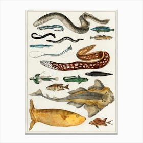 Collection Of Various Fishes, Oliver Goldsmith 2 Canvas Print