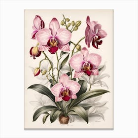 Orchids 3 Canvas Print