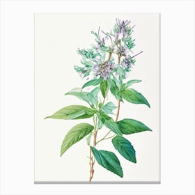 Mountain Mint Wildflower Watercolour Canvas Print