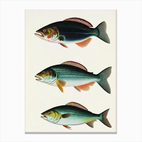 Yellowtail Snapper Vintage Poster Canvas Print