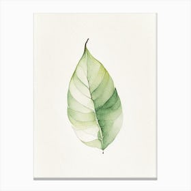 Pear Leaf Minimalist Watercolour 1 Canvas Print