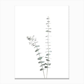 Two Eucalyptus Leaves Canvas Print