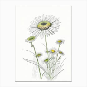Oxeye Daisy Floral Quentin Blake Inspired Illustration 1 Flower Canvas Print