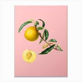 Vintage Peach Botanical on Soft Pink n.0109 Canvas Print