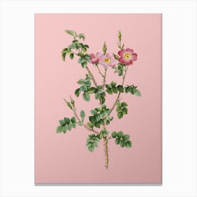 Vintage Prickly Sweetbriar Rose Botanical on Soft Pink n.0695 Canvas Print