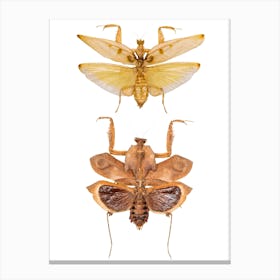 Two Big Insects 2 Canvas Print