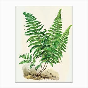 Vintage Illustration Walking Fern 1 Canvas Print