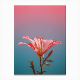 Pink Flower Canvas Print