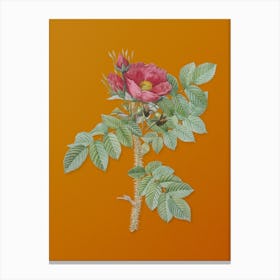 Vintage Kamtschatka Rose Botanical on Sunset Orange n.0655 Canvas Print