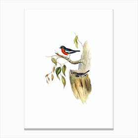 Vintage Flame Breasted Robin Bird Illustration on Pure White n.0189 Canvas Print