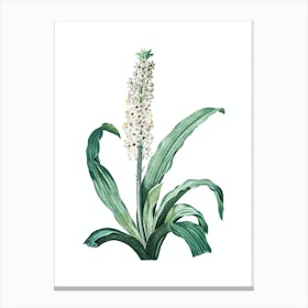 Vintage Eucomis Punctata Botanical Illustration on Pure White n.0174 Canvas Print