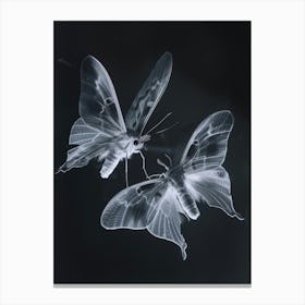 Two Moths 1 Canvas Print