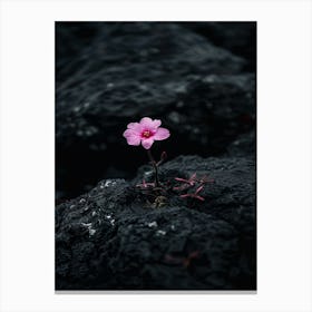 Iceland Flower Canvas Print