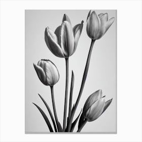Tulips B&W Pencil 1 Flower Canvas Print