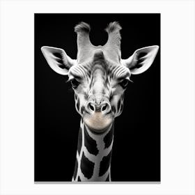 Black And White Photograph Of Giraffe Canvas Print