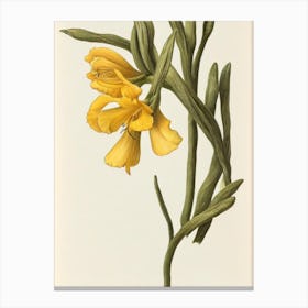 Freesia Vintage Botanical 2 Flower Canvas Print