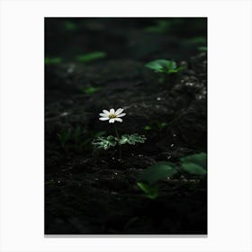 Daisy 24 Canvas Print