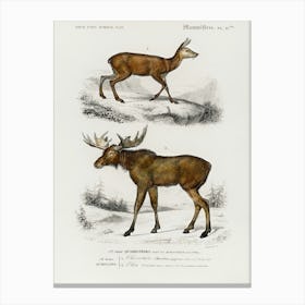 Alces Alces And Moschus, Charles Dessalines D'Orbigny Canvas Print