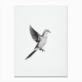 Dove B&W Pencil Drawing 1 Bird Canvas Print