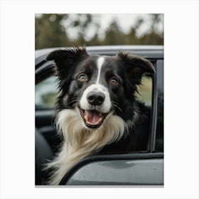 Border Collie In Car Canvas Print