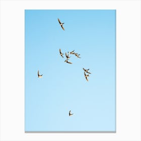 Mediterranean Swifts Canvas Print