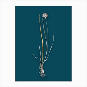 Vintage Allium Foliosum Black and White Gold Leaf Floral Art on Teal Blue n.1115 Canvas Print