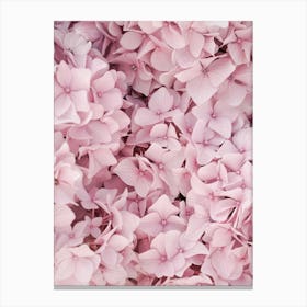 Pink Hydrangea Blossom Canvas Print