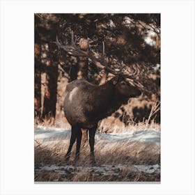 Wilderness Elk Canvas Print