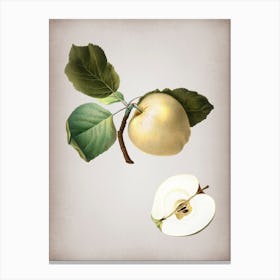 Vintage Astracan Apple Botanical on Parchment n.0170 Canvas Print