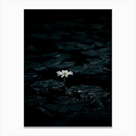 Single Flower In Water 20 Canvas Print