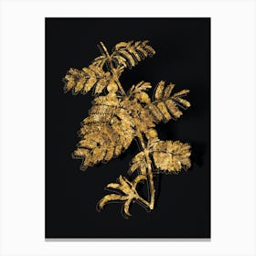 Vintage Sweet Acacia Botanical in Gold on Black n.0262 Canvas Print