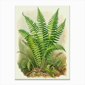 Vintage Illustration Soft Shield Fern 4 Canvas Print