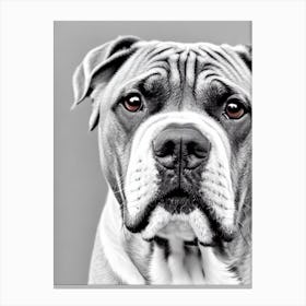 Bullmastiff B&W Pencil dog Canvas Print