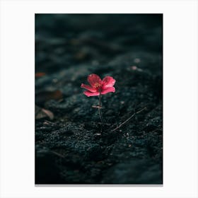 Pink Flower In The Dark 2 Canvas Print