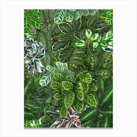 Calathea Jungle Canvas Print