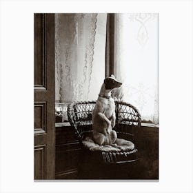 Sitting Dog In A Chair By A Window 1910 Canvas Print
