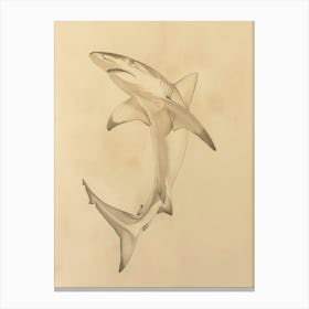 Vintage Smooth Hammerhead Shark Pencil Illustration 3 Canvas Print