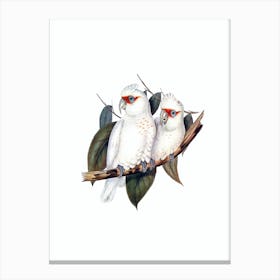 Vintage Long Billed Cockatoo Bird Illustration on Pure White Canvas Print